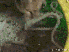 cat+and+octopus.gif