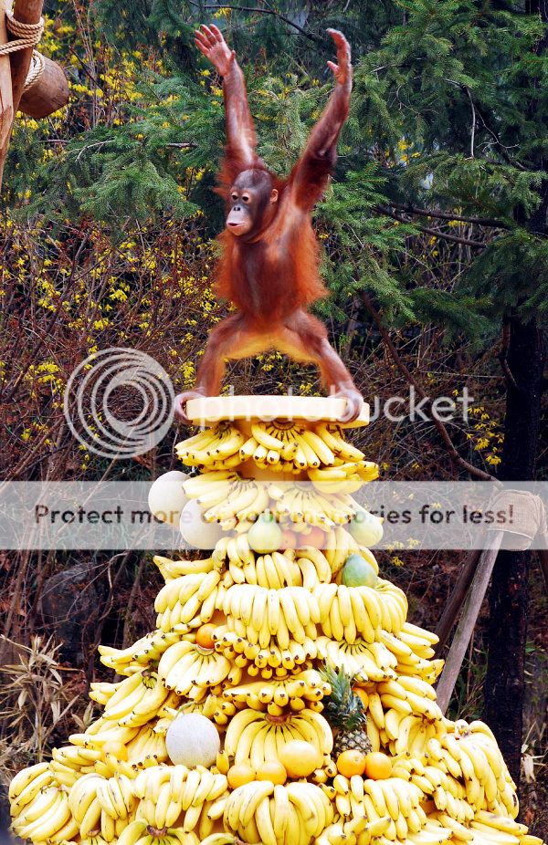Orangutan-on-a-pile-of-bananas.jpg