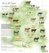 differentes-races-bovines-viande-lait-france.jpg