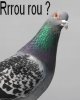pigeon1.jpg