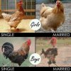 poule coq mariage.jpg