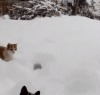 chat-neige.gif