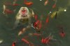a-monkey-surrounded-by-carp-plays-in-a-pond-at-a-wildlife-park-in-china.jpg