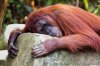 Orangutan - 001.jpg