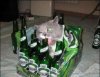 i-has-your-beer-cats-kitten-kitty-pic-picture-funny-lolcat-cute-fun-lovely-photo-images.jpg