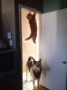 ninja-cat-hiding-funny-107__605.jpg