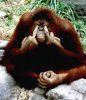 angry-orangutan-961.jpg