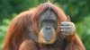 thumbs-up-orangutan.jpg