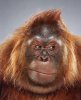 orangutan-495x608.jpg