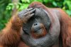 Orangutan3-3.jpg