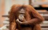 confused-orangutan-picture.jpg