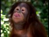 910040441-putting-one's-tongue-out-grimace-orangutan-foolish.jpg