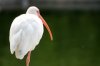 ibis-sur-une-jambe-sur-le-fond-vert-40740816.jpg