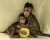 Résultat de recherche d'images pour clonage singe cochon