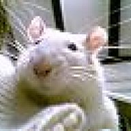 petit-rat
