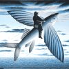 Poisson_volant.jpg