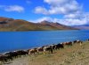 Yamdrok-Tso3.jpg
