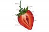 coupe-une-fraise-91510.jpg