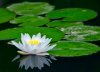 lotus1[1].jpg