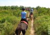yejo_circle_s_nature_horse_riding_adventure.jpg