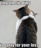 cat sorry.jpg