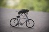 insolite-mouche-fait-velo-L-1.jpg