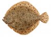poisson.jpg