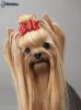 [images.4ever.eu] yorkshire terrier avec un serre-tete 167586.jpg