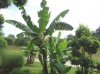 DSC00774.jpg