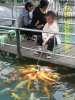 Carpes buvants au biberon à la ville de E Mei Shan 2.JPG