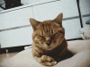 aqmRbdM_460sa.gif