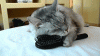 tumblr_m8c4ufr5a61qhjnd9o1_400.gif
