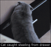 anigif_enhanced-buzz-31540-1381844535-8.gif