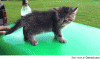 anigif_enhanced-buzz-5736-1370018912-6.gif
