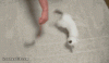 anigif_enhanced-buzz-27232-1370019070-28.gif