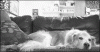 anigif_enhanced-buzz-3400-1373918793-57.gif