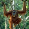 orang.jpg