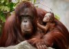Rare+Bornean+Orangutan+Born+Chicago+Brookfield+r-qCKX70u64l.jpg