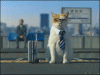 gif-businessman-cat-469913.gif