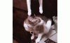 0f0bc292464749fd9ebbb5e7fcc94469.gif
