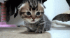 08f44985db63a1494ac63a47de180ea2.gif