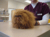 cat.gif