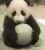d01373f082025aafe513e6a5f9edab64034f1abe.gif