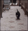 Cat_plays_floor_lava.gif