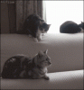 Cat-pounce-Long-live-the-King.gif