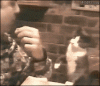 Cat-gestures-for-food.gif