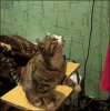 Cat-wants-petting_001.gif