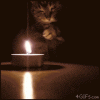Pyrocat.gif