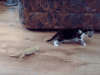 1139551_86beebab3aaa553348673b912b251374_1393498446.gif