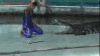 a7aa2b9a6da3b71075e5ffbbfa8a107e.gif